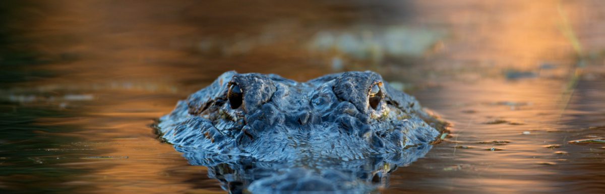 alligator in florida