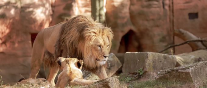 best zoos in the midwest