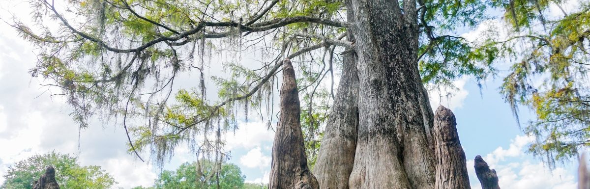 Cypress Tree in Lettuce Lake Park, Florida.