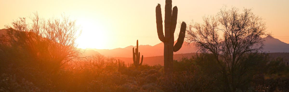 Silhouette of Cactus during sunset in Phoenix, Arizona, USA.