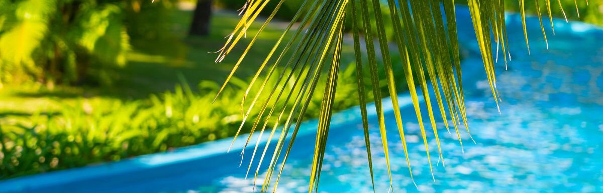 Palm tree branch over defocused lazy river pool.