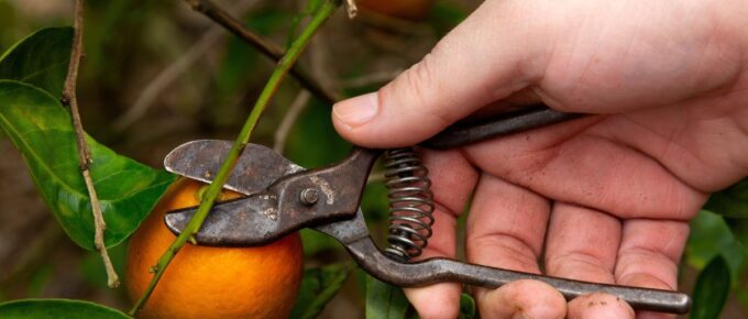 A hand seen picking oranges at an orange grove in Florida.